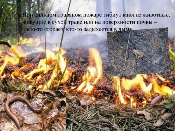 Плакат не жгите сухую траву