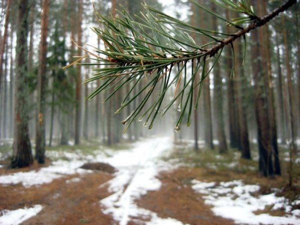 Сосновый лес ранней весной