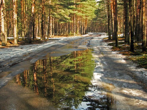 Сосновый лес весной