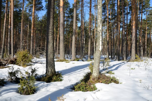 Весенний Бор