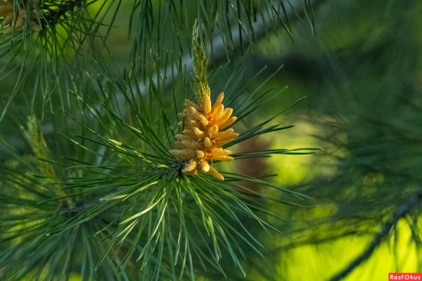 Цветение сосны