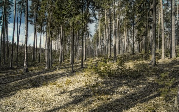 Орехово Зуево Сосновый лес