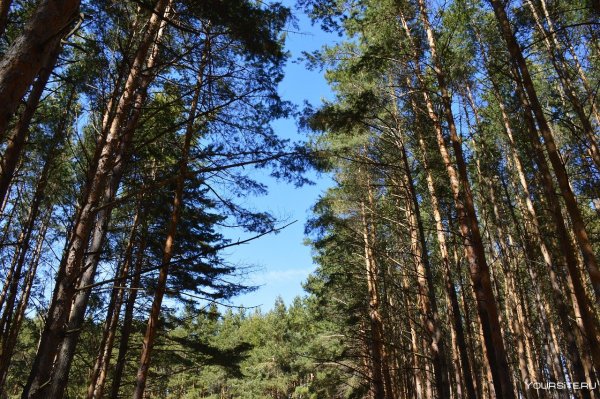 Сосновый лес Валуйки