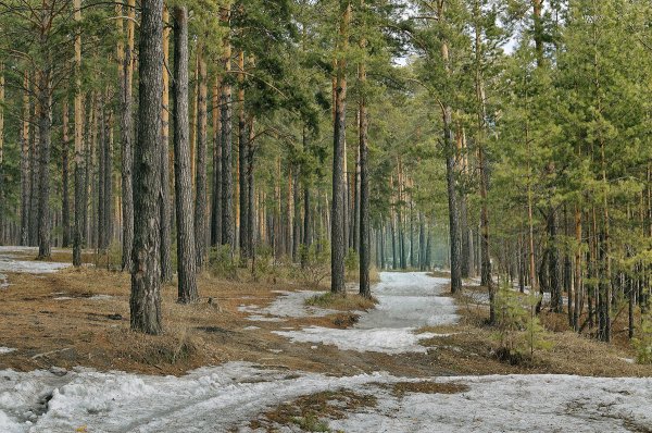 Парк Чемской Бор Новосибирск