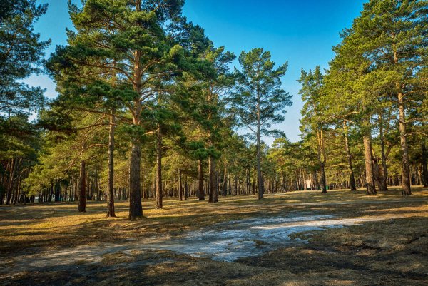 Сосенки Цимлянский район Сосновый Бор