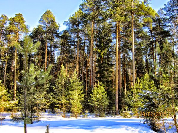 Усть Илимск Сосновый лес
