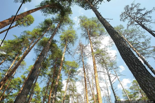 Солотча Рязань Сосновый лес