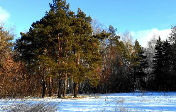 Кузьминский лес