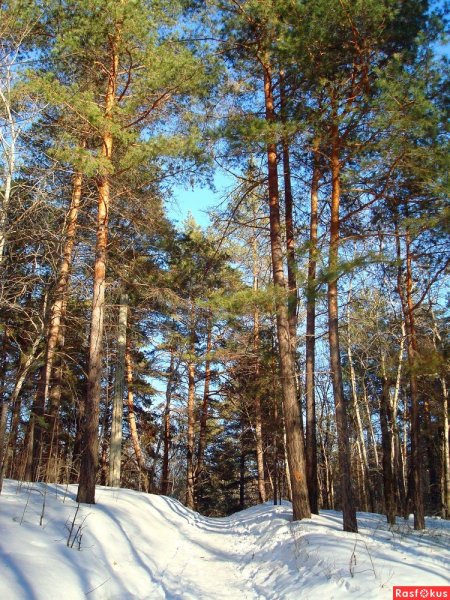 Сосновый лес Гридюкино