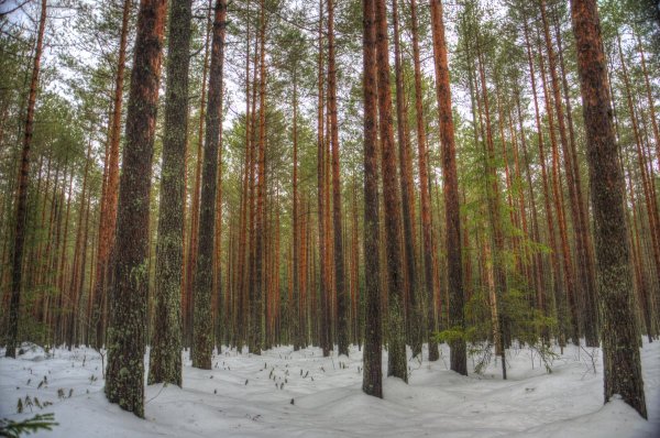Сосновый Бор ранней весной