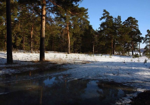 Сосна Жерарда