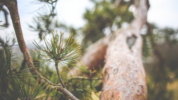 Новосибирск Сосновый Бор природа