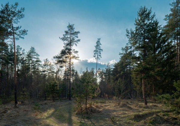 Лопасненский еловый остров