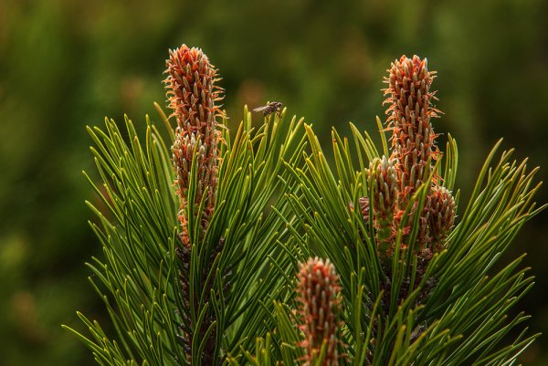 Березово-Сосновый заболоченный лес