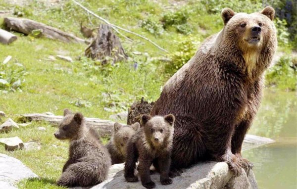«Медведица с медвежатами» Кемерово