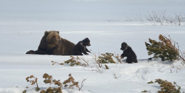 Медведица с медвежатами в лесу