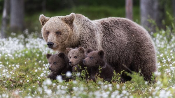 Медведи Камчатки начало жизни