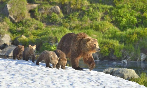 Медведь с медвежонком