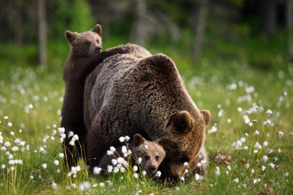 Медведь весной
