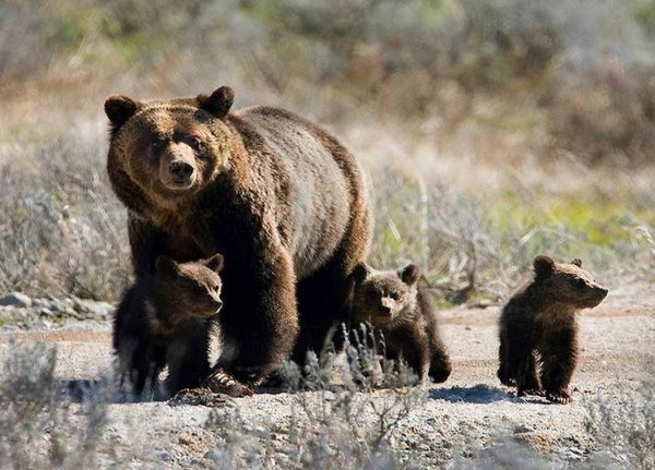 Животные ХМАО Югры