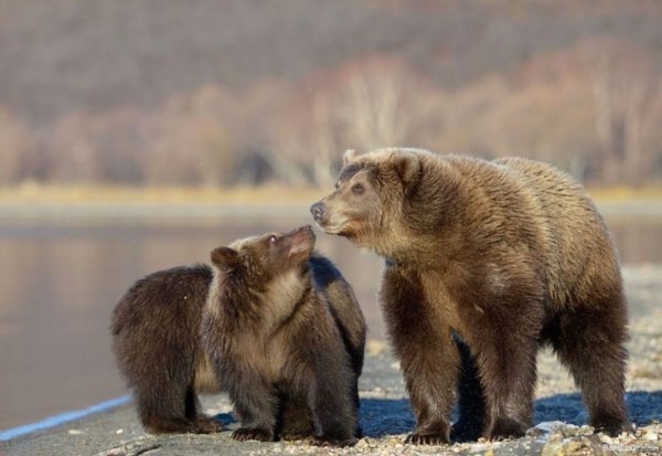 Бурый медведь в лесу