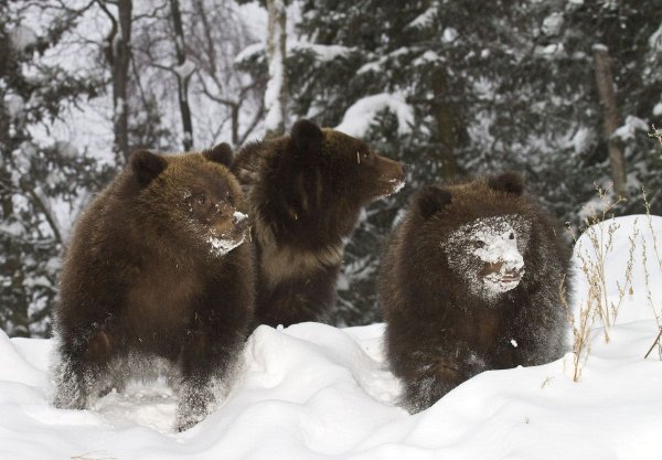 Медвежата весной в лесу