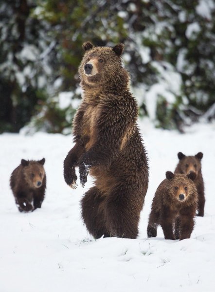 Мишка в зимнем лесу