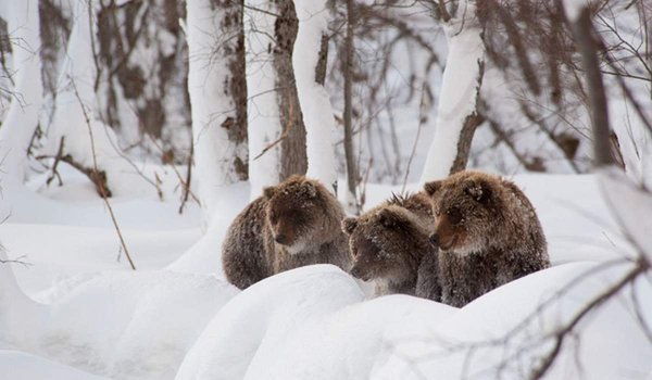 Камчатский бурый медведь