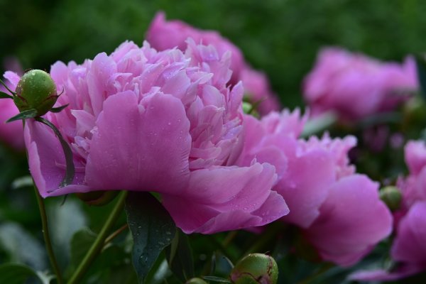 Пион Блю Фуджи