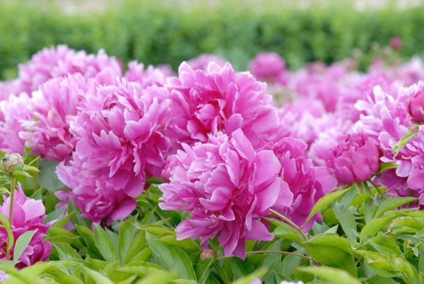 Пион Шелонь