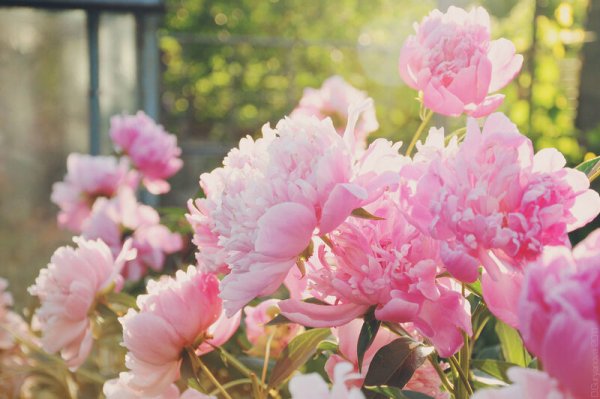 Нежно розовый кустарник пион