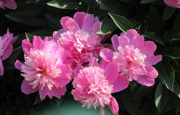 Пион Chun Xiao / Весенняя палитра