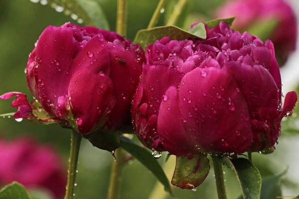 Пионы цветы Тамбов