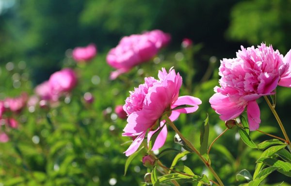 Весна пионы