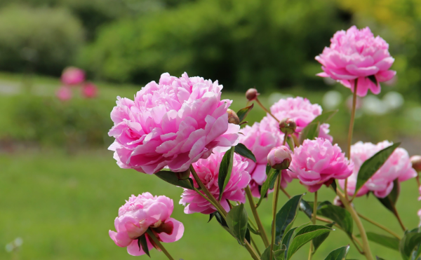 Пион розовый куст