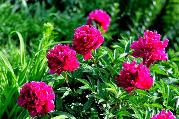 Пион куккоз нест