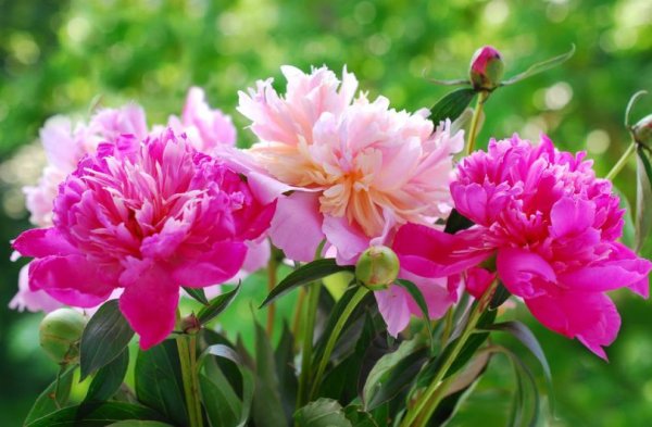 Македонская пионы