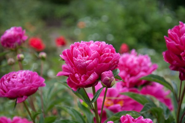 Цветок "пион"