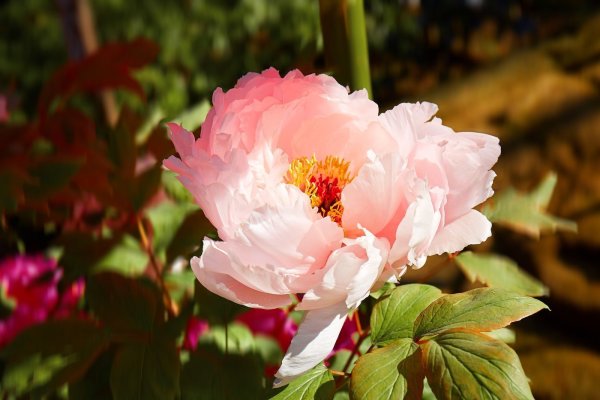 Пион анемоновидный