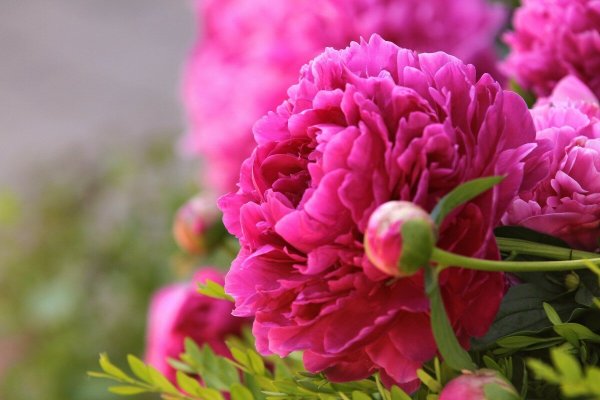 Пион Эльза Ван Брабант