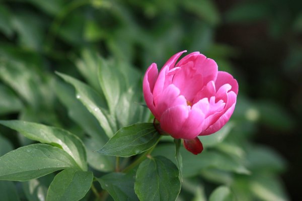 Пион Тонделео