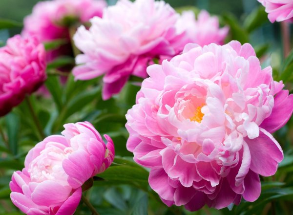 Пион Магнолия Флауэр