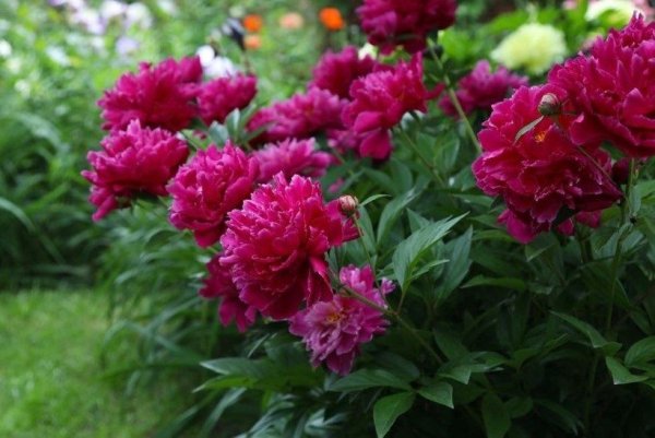 Пион Кримсон