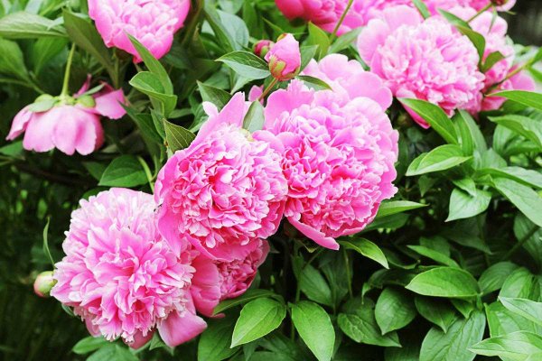 Пионы цветение