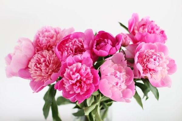 Пион ботан букет