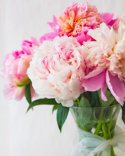 Пион Весенняя палитра