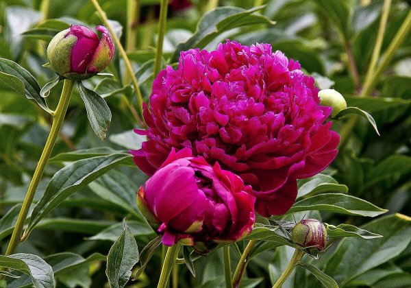 Пион Сплендид Корнелия