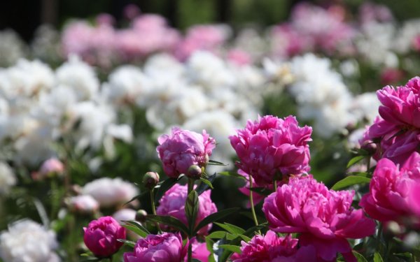 Пионы сыктывкана рассадур