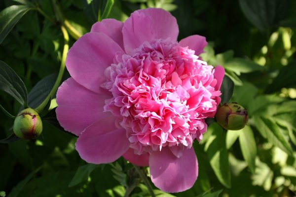 Пион Сплендид Корнелия