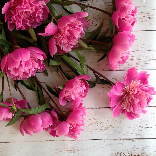 Цветок "пион"